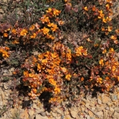 Mirbelia oxylobioides at Dry Plain, NSW - 15 Nov 2020 11:30 AM