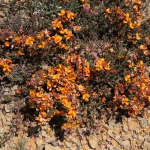 Mirbelia oxylobioides at Dry Plain, NSW - 15 Nov 2020