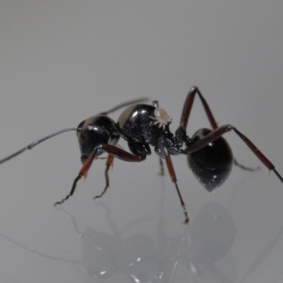 Macrodinychus sp. (genus) at  - suppressed by TimL