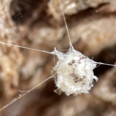 Araneus sp. (genus) - 1 Jan 1900 by Hejor1