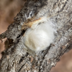 Araneus sp. (genus) - 1 Jan 1900 by Hejor1