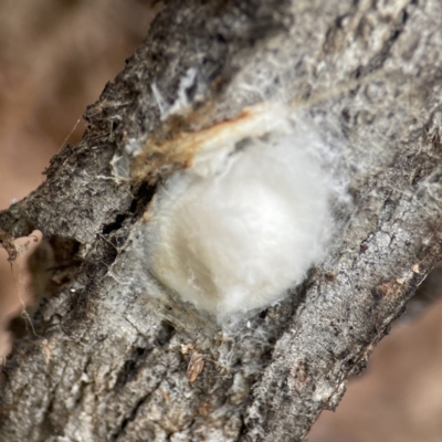 Araneus sp. (genus) - 1 Jan 1900 by Hejor1
