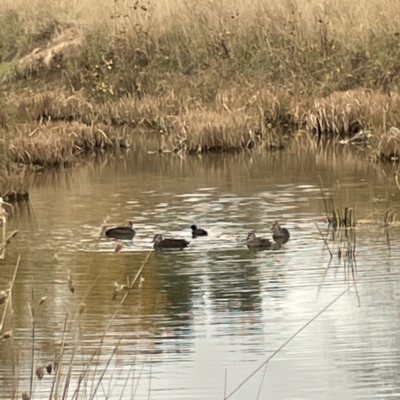 Anas superciliosa (Pacific Black Duck) at Nicholls, ACT - 4 Jun 2023 by Hejor1