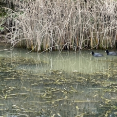 Fulica atra (Eurasian Coot) at Nicholls, ACT - 4 Jun 2023 by Hejor1