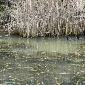 Fulica atra at Nicholls, ACT - 4 Jun 2023