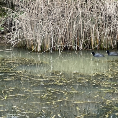 Fulica atra (Eurasian Coot) at Nicholls, ACT - 4 Jun 2023 by Hejor1