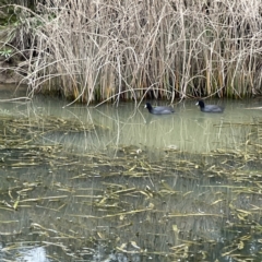 Fulica atra at Nicholls, ACT - 4 Jun 2023