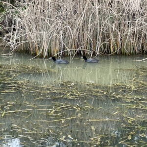 Fulica atra at Nicholls, ACT - 4 Jun 2023