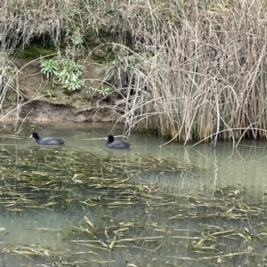 Fulica atra at Nicholls, ACT - 4 Jun 2023