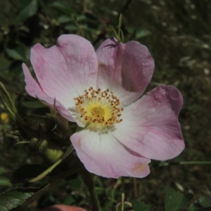 Rosa rubiginosa at Macgregor, ACT - 25 Nov 2022 03:18 PM