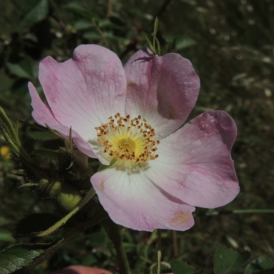 Rosa rubiginosa (Sweet Briar, Eglantine) at Macgregor, ACT - 25 Nov 2022 by michaelb