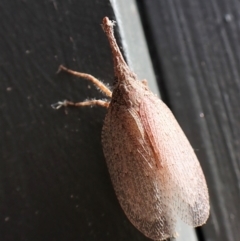 Rentinus dilatatus (Fulgorid planthopper) at Cook, ACT - 21 May 2023 by CathB