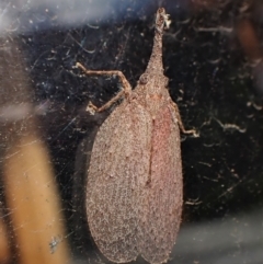 Rentinus dilatatus at Cook, ACT - 21 May 2023