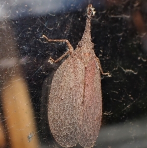 Rentinus dilatatus at Cook, ACT - 21 May 2023