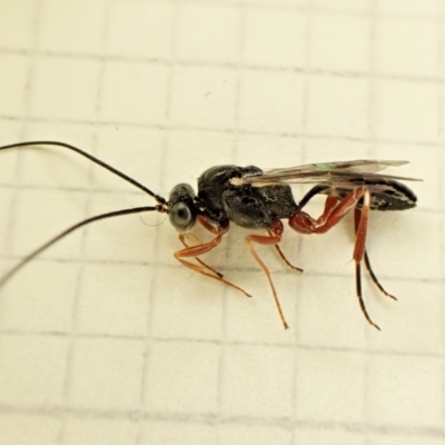 Megastylus sp. (genus) (Ichneumonid wasp) at Mount Painter - 27 May 2023 by CathB