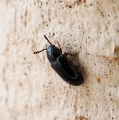 Thallis janthina (Fungus beetle) at Mount Painter - 2 Jun 2023 by CathB