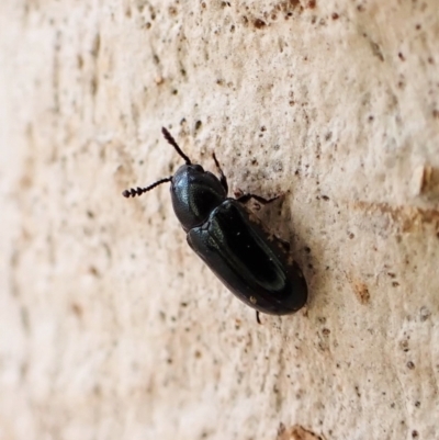 Thallis janthina (Fungus beetle) at Mount Painter - 2 Jun 2023 by CathB