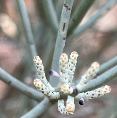 Leptomeria aphylla (Leafless Currant-Bush) at Fentons Creek, VIC - 2 Jun 2023 by KL