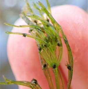 Chara sp. (genus) at Cook, ACT - 5 Mar 2023