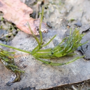 Chara sp. (genus) at Cook, ACT - 5 Mar 2023