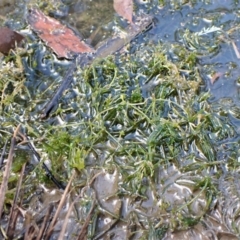 Chara sp. (genus) at Cook, ACT - 5 Mar 2023