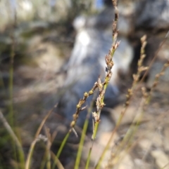 Lepidosperma laterale (Variable Sword Sedge) at Acton, ACT - 3 Jun 2023 by MatthewFrawley