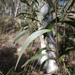 Acacia implexa (Hickory Wattle, Lightwood) at Molonglo Valley, ACT - 3 Jun 2023 by MatthewFrawley