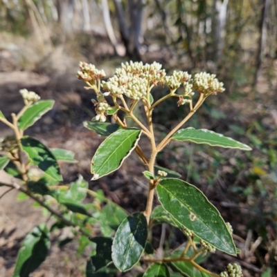 Pomaderris intermedia (Golden Pomaderris) at Molonglo Valley, ACT - 3 Jun 2023 by MatthewFrawley