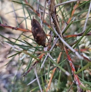 Hakea decurrens subsp. decurrens at Molonglo Valley, ACT - 3 Jun 2023