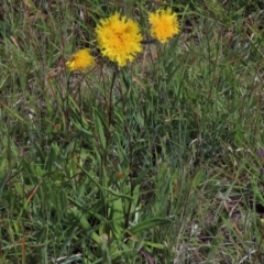 Podolepis jaceoides (Showy Copper-wire Daisy) at Dry Plain, NSW - 6 Dec 2020 by AndyRoo