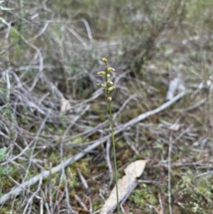 Corunastylis sp. at Coree, ACT - 5 Jun 2023