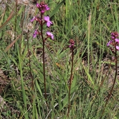 Stylidium graminifolium (Grass Triggerplant) at Dry Plain, NSW - 5 Dec 2020 by AndyRoo