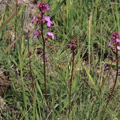 Stylidium cf. montanum (confer with alpine trigger-plant) at Dry Plain, NSW - 6 Dec 2020 by AndyRoo