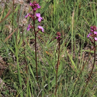 Stylidium cf. montanum (confer with alpine trigger-plant) at Dry Plain, NSW - 6 Dec 2020 by AndyRoo