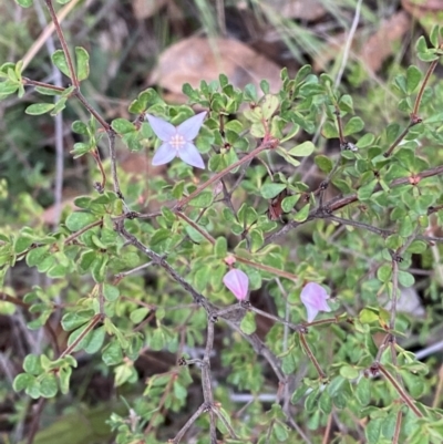 Boronia algida (Alpine Boronia) at Sassafras, NSW - 23 Apr 2023 by Tapirlord