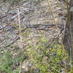 Caustis flexuosa (Curly Wigs) at Sassafras, NSW - 23 Apr 2023 by Tapirlord