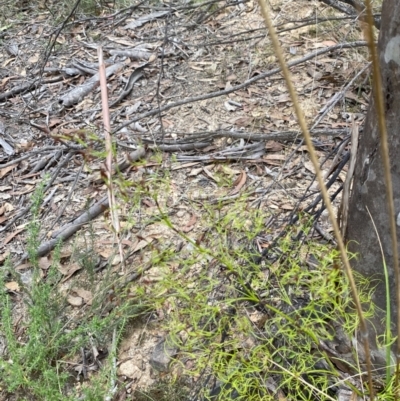 Caustis flexuosa (Curly Wigs) at Sassafras, NSW - 23 Apr 2023 by Tapirlord