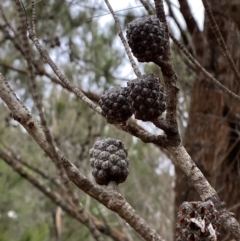 Allocasuarina littoralis (Black She-oak) at Sassafras, NSW - 23 Apr 2023 by Tapirlord