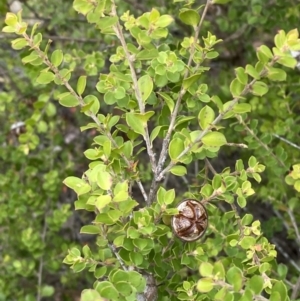 Leptospermum rotundifolium at Nerriga, NSW - suppressed