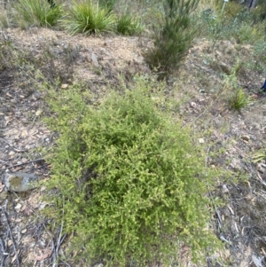 Leptospermum rotundifolium at Nerriga, NSW - suppressed