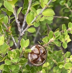 Leptospermum rotundifolium at Nerriga, NSW - suppressed