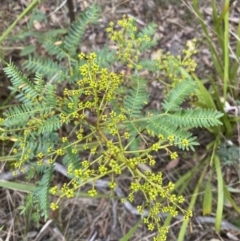 Acacia terminalis (Sunshine Wattle) at Sassafras, NSW - 23 Apr 2023 by Tapirlord