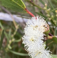 Eucalyptus stricta (Blue Mountains Mallee Ash) at Boolijah, NSW - 23 Apr 2023 by Tapirlord