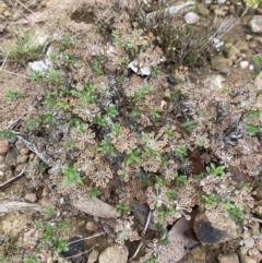 Pomax umbellata (A Pomax) at Boolijah, NSW - 23 Apr 2023 by Tapirlord