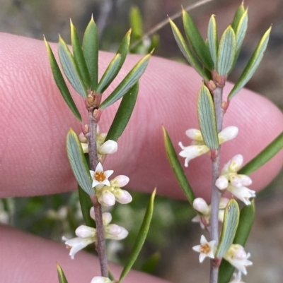 Monotoca scoparia (Broom Heath) at Boolijah, NSW - 23 Apr 2023 by Tapirlord