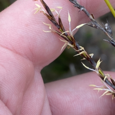 Lepidosperma urophorum (Tailed Rapier-sedge) at Boolijah, NSW - 23 Apr 2023 by Tapirlord