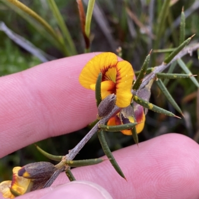 Mirbelia baueri at Boolijah, NSW - 23 Apr 2023 by Tapirlord