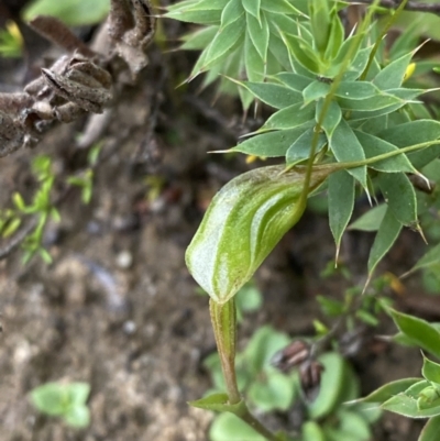 Pterostylis pedoglossa (Prawn Greenhood) at Boolijah, NSW - 23 Apr 2023 by Tapirlord