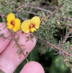 Dillwynia ramosissima (Bushy Parrot-pea) at Boolijah, NSW - 23 Apr 2023 by Tapirlord