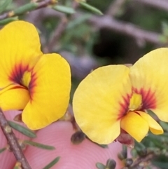 Dillwynia ramosissima at Boolijah, NSW - 23 Apr 2023 10:55 AM